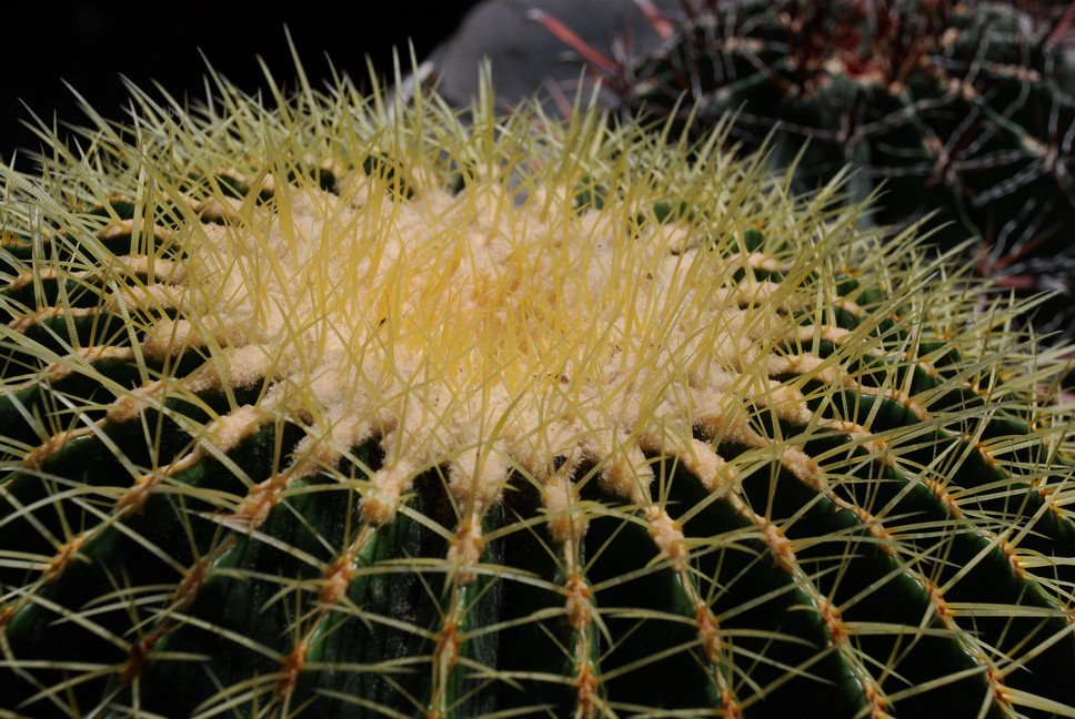 Orto Botanico_191.JPG